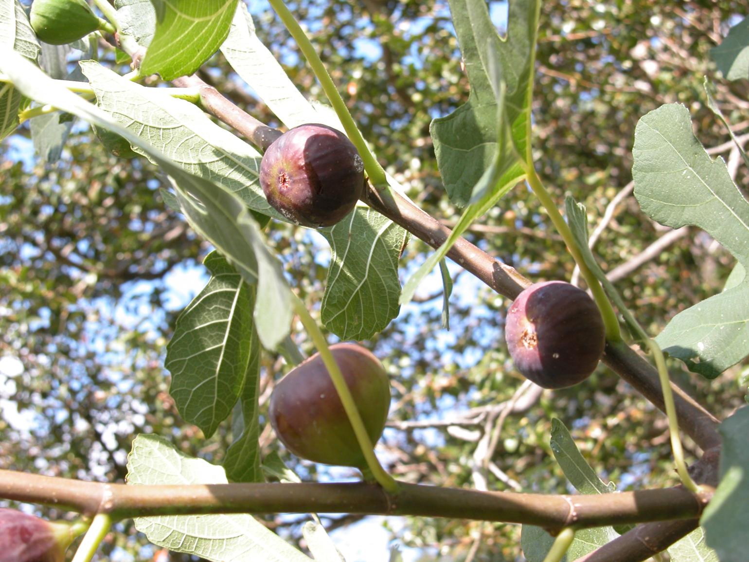 Fig